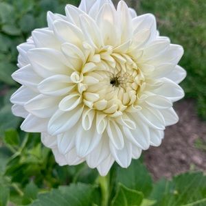 Dahlia tubers